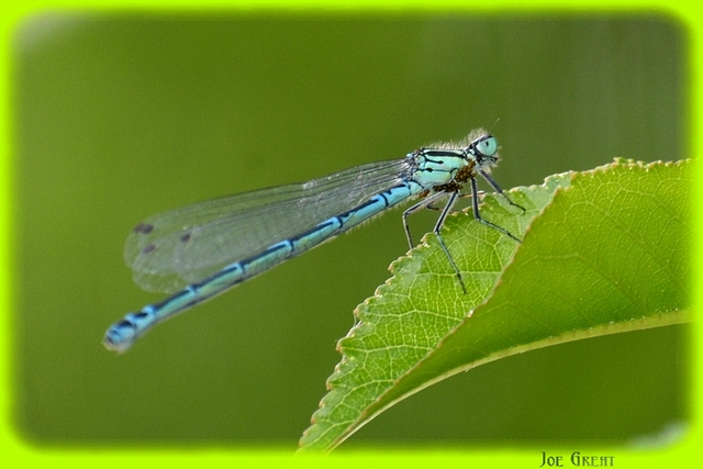 Coenagrion