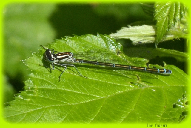 Coenagrion puella - azúrkék légivadász