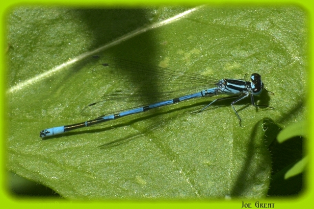 Coenagrion puella - azúrkék légivadász