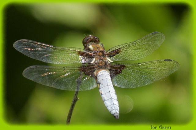 Libellula depressa - széles laposacsa
