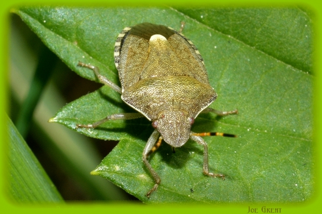 Heteroptera - Poloskák