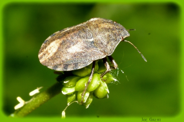 Heteroptera - Poloskák