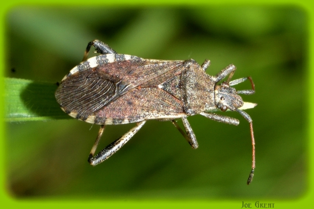 Heteroptera - Poloskák