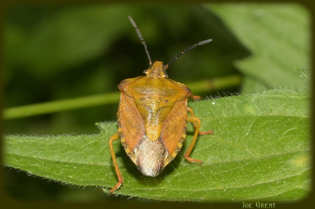 Heteroptera - Poloskák