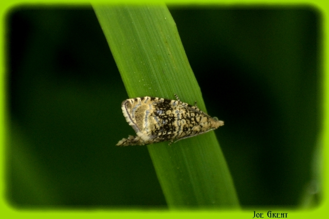 Celypha lacunana - vízparti tükrösmoly