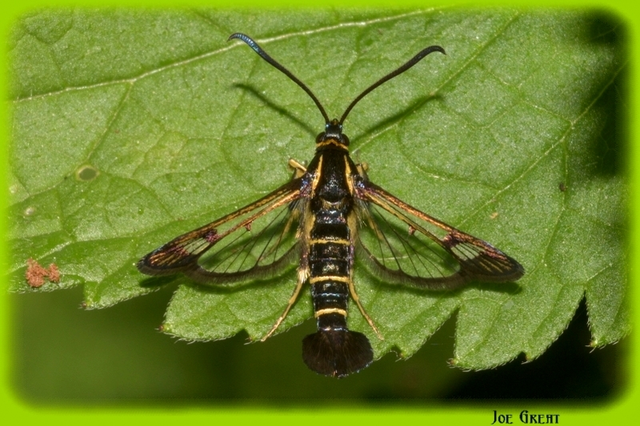 Sesiidae - szitkárfélék