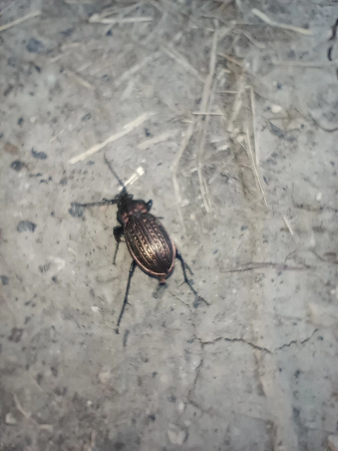 Carabus ulrichii - rezes futrinka Carabus ulrichii - rezes futrinka