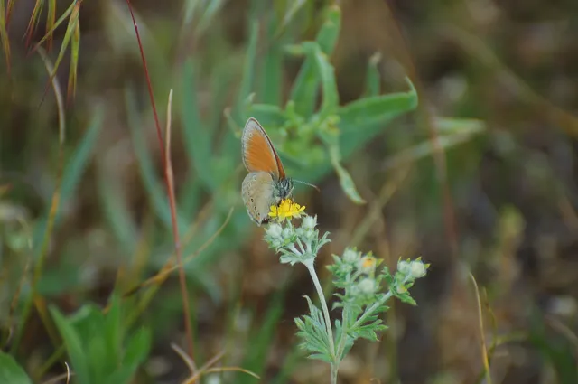 Coenonympha glycerion - közönséges szénalepke