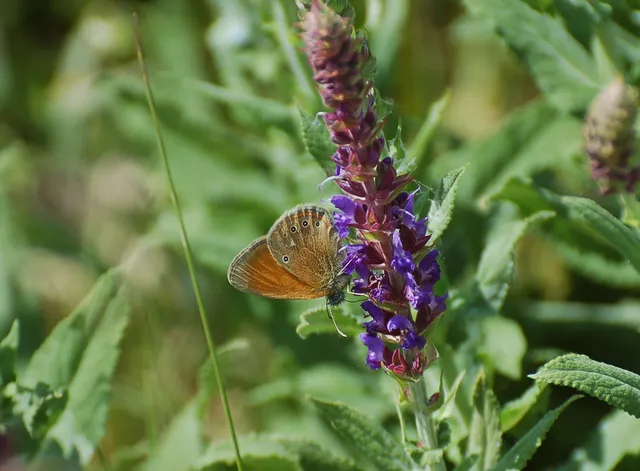 Coenonympha glycerion - közönséges szénalepke