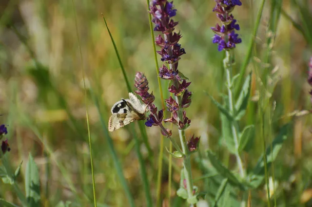 Heliothis viriplaca - mácsonyabagoly