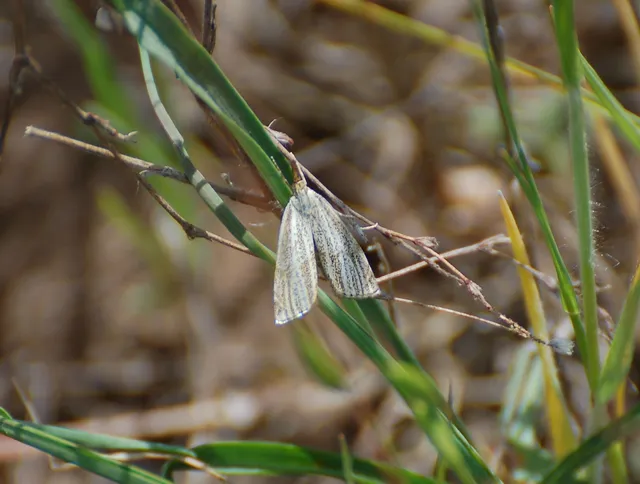 Thisanotia chrysonuchella - tavaszi fűgyökérmoly