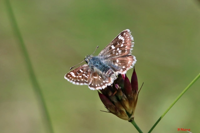 Spialia orbifer - törpe busalepke