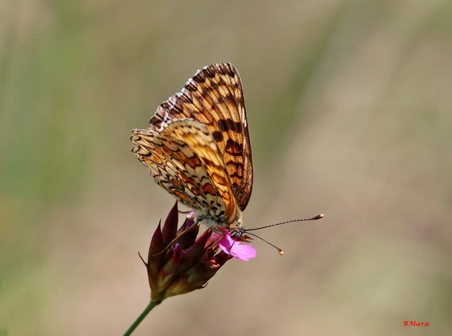Melitaea phoebe - nagy tarkalepke