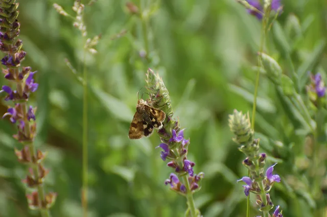Heliothis viriplaca - mácsonyabagoly