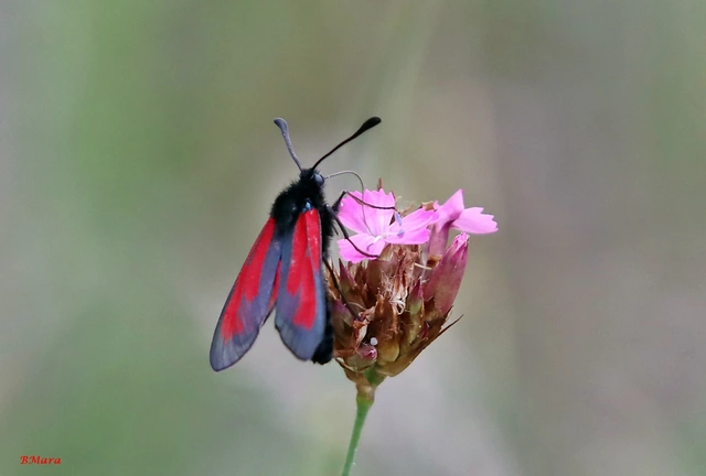 Zygaena minos/purpuralis