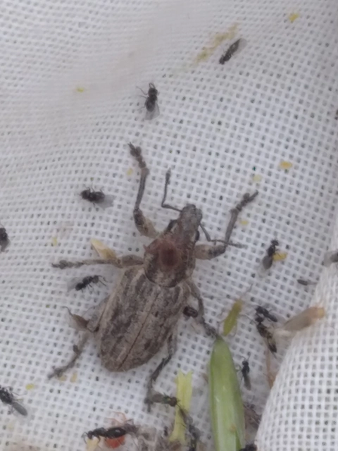 Tanymecus dilaticollis - kukorica-hegyesfarúbarkó