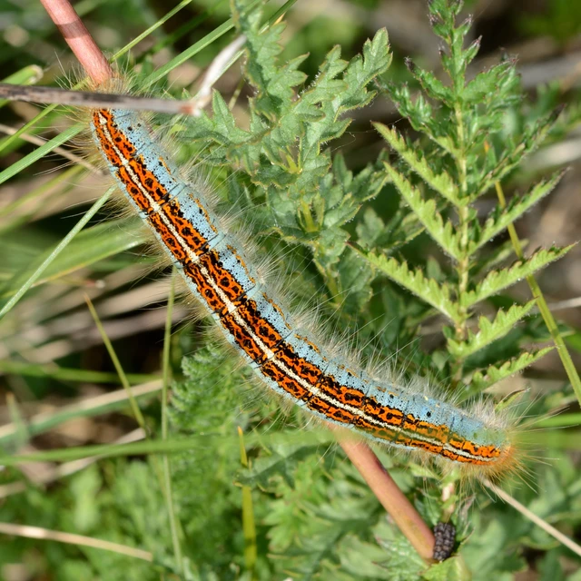 Malacosoma castrensis - kutyatejszövő
