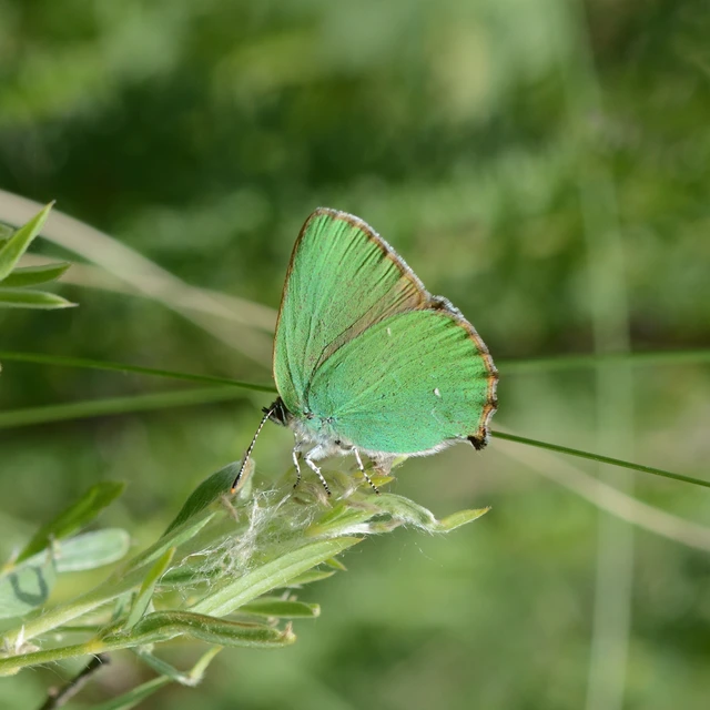 Callophrys rubi - zöldfonákú lepke