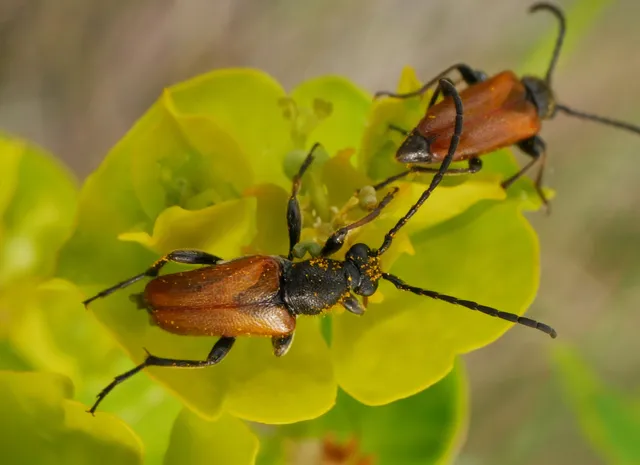 Pseudovadonia livida - barnás virágcincér