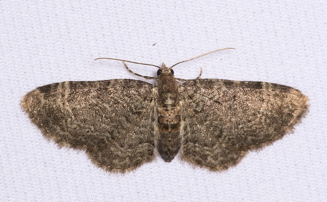Pasiphila chloerata - hamvas törpearaszoló