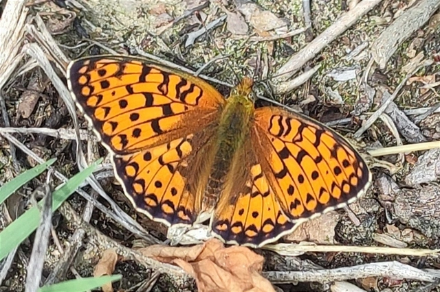 Argynnis niobe - ibolya-gyöngyházlepke