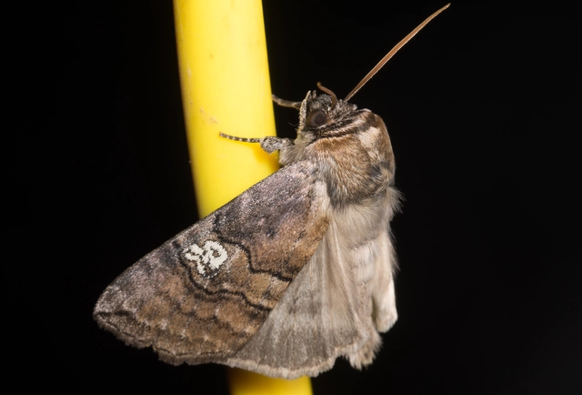 Tethea ocularis - pápaszemes pihésszövő