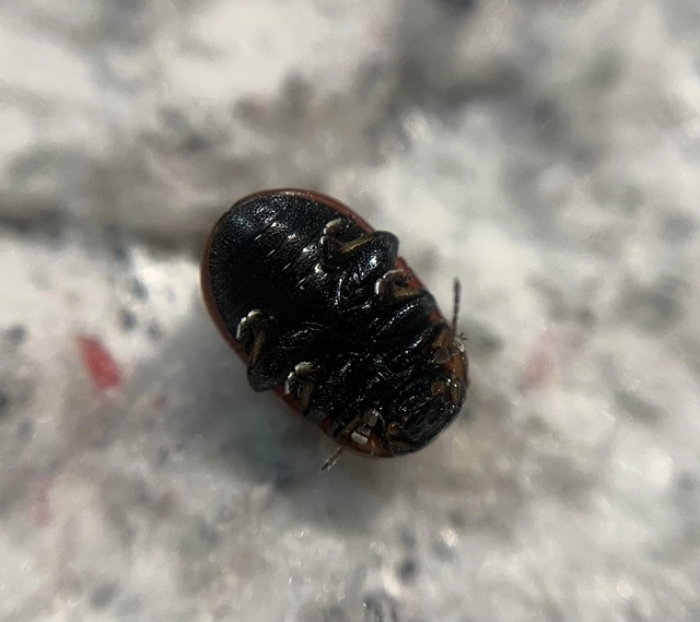 Gonioctena fornicata - közönséges lucernabogár