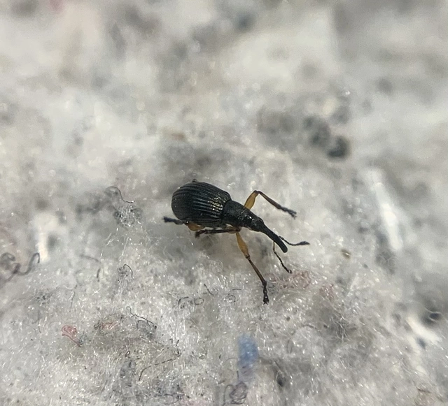 Protapion trifolii - lóherevirág-cickányormányos Protapion trifolii - lóherevirág-cickányormányos