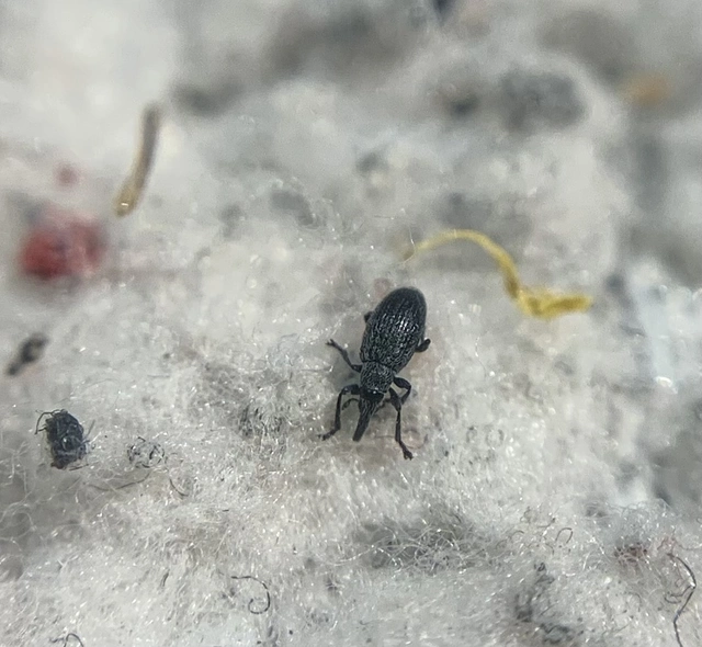 Catapion seniculus - lóhereszár-cickányormányos Catapion seniculus - lóhereszár-cickányormányos