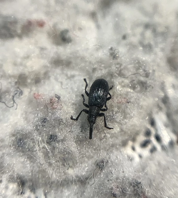 Stenopterapion meliloti - somkóró-cickányormányos