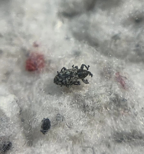 Smicronyx jungermanniae - közönséges arankaormányos