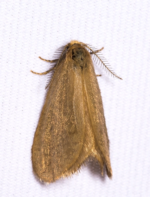 Bijugis bombycella - alkonyati zsákhordólepke