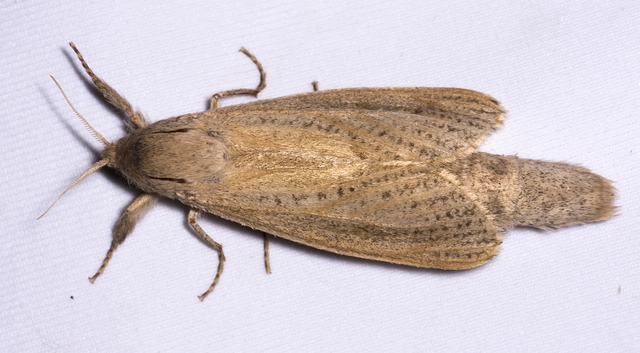Phragmataecia castaneae - nádfúrólepke