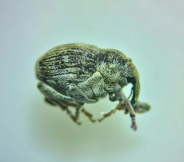 Nedyus quadrimaculatus - közönséges csalánormányos