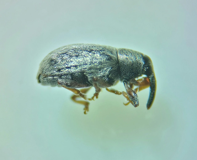 Acalyptus sericeus - selymes fűzormányos