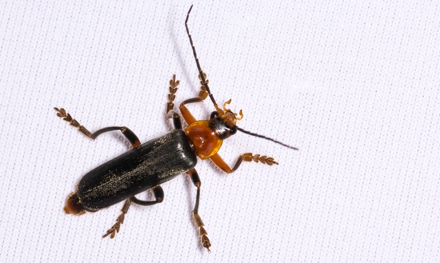 Cantharis livida - mezei lágybogár