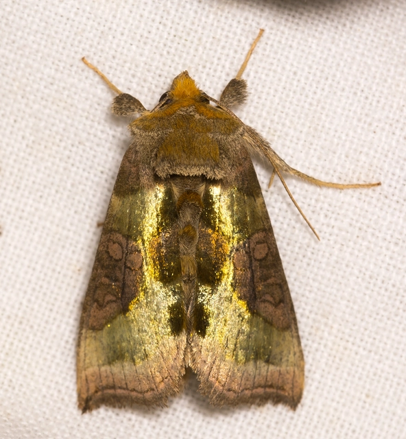 Diachrysia stenochrysis - rejtőző aranybagoly