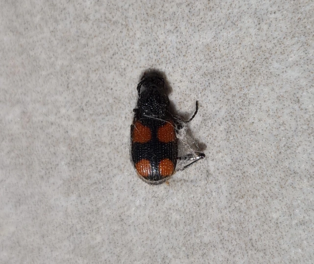 Panagaeus bipustulatus - kis keresztesfutó