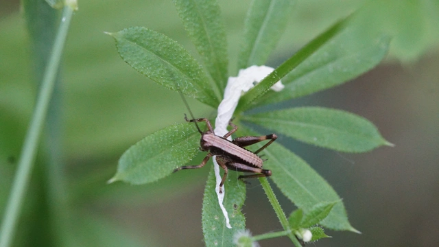 Pholidoptera griseoaptera - szürke avarszöcske