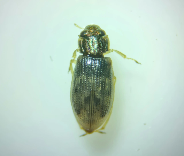 Helophoridae - vésettcsiborfélék