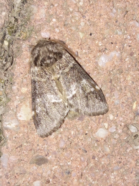 Drymonia dodonea - bélyeges púposszövő
