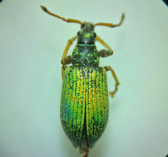 Phyllobius thalassinus - tömpeorrú levélormányos