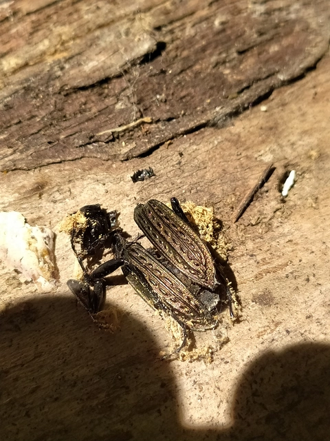 Carabus granulatus - mezei futrinka