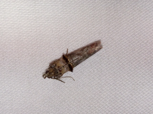 Trachonitis cristella - bokorrágó karcsúmoly