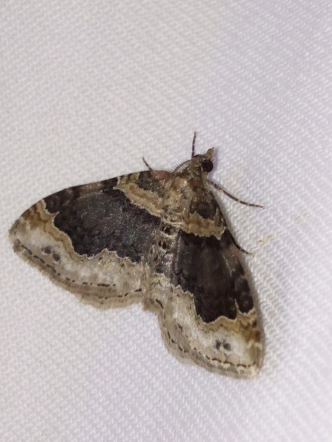 Xanthorhoe ferrugata - kerti tarkaaraszoló