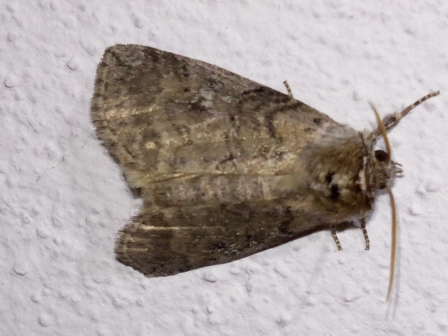 Tethea or - bélyeges pihésszövő
