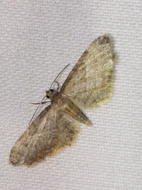 Eupithecia haworthiata - rozsdástestű törpearaszoló