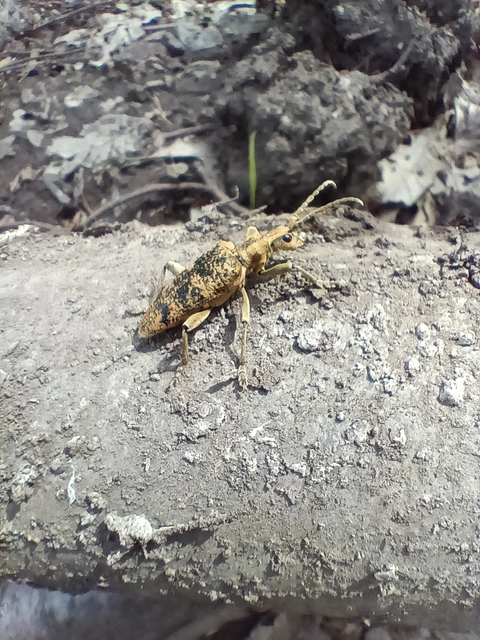 Rhagium sycophanta - tölgyes-tövisescincér