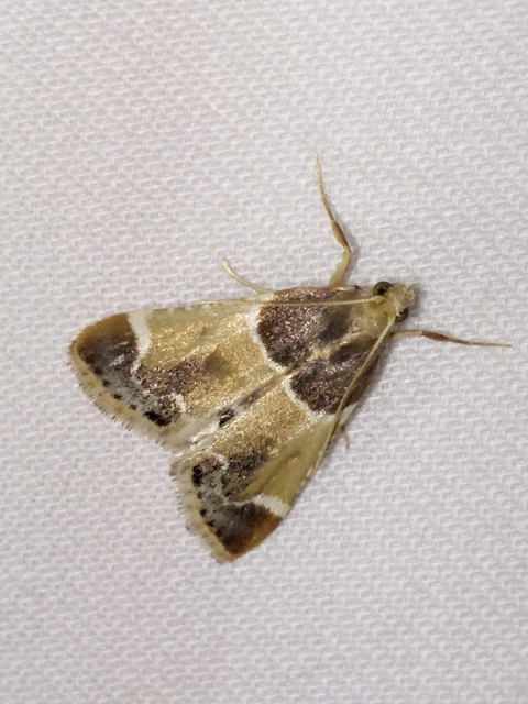 Pyralis farinalis - lisztilonca
