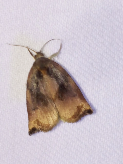 Archips podana - dudvarágó sodrómoly